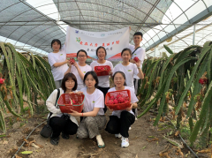 万里学院大学生助农直播带货平湖火龙果